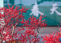 年宵花开启销售旺季五彩花卉扮靓新年